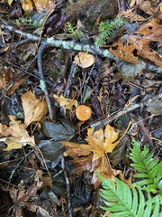 Lactarius subflammeus