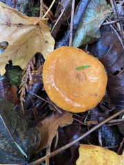 Lactarius subflammeus