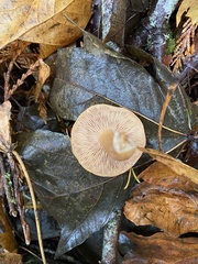 Lactarius subflammeus