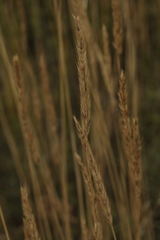 Leymus chinensis
