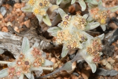 Helichrysum leontonyx