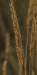 Leymus chinensis
