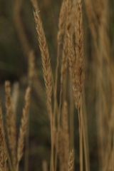 Leymus chinensis