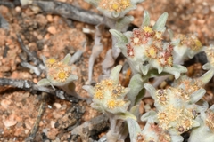 Helichrysum leontonyx
