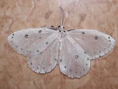 Naxa textilis