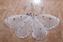 Naxa textilis