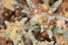 Helichrysum leontonyx