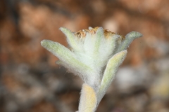Helichrysum leontonyx