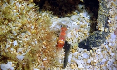 Nikoides