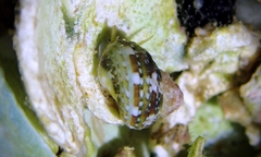 Turbo sandwicensis