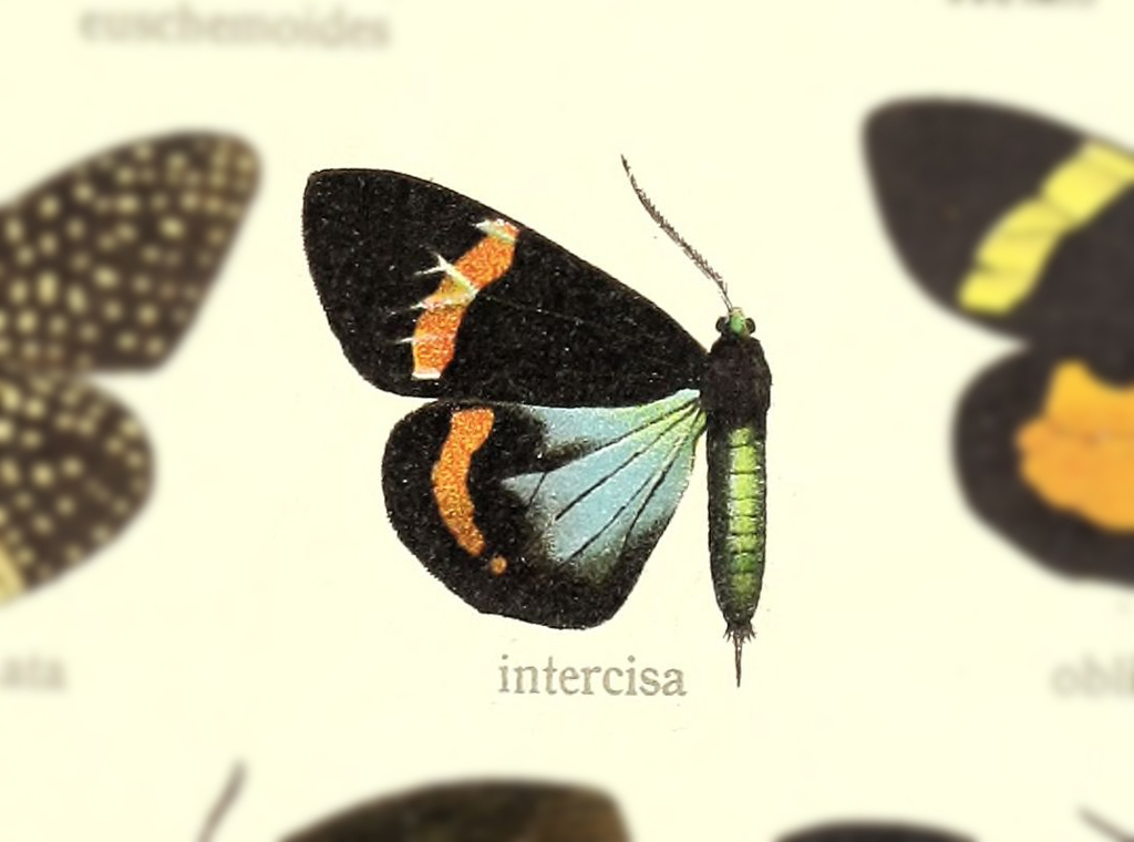Eucorma
