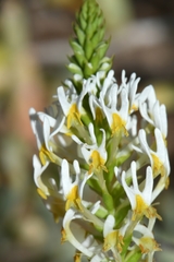 Hebenstretia parviflora