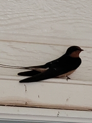 Hirundo rustica