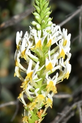 Hebenstretia parviflora