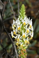 Hebenstretia parviflora