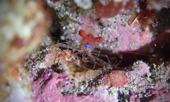 Exoclimenella maldivensis