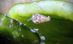 Mitrella loyaltyensis