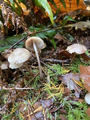 Mycena clavicularis