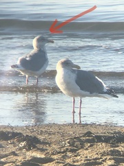 Larus argentatus × glaucescens