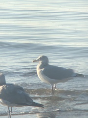 Larus argentatus × glaucescens