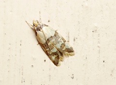 Callithauma callianthes