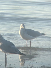 Larus argentatus × glaucescens