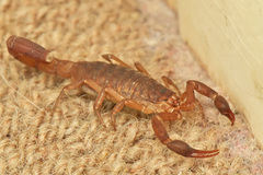 Pseudolychas ochraceus
