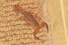 Pseudolychas ochraceus