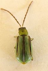Diabrotica longicornis