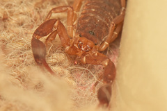 Pseudolychas ochraceus