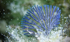 Virididentula dentata