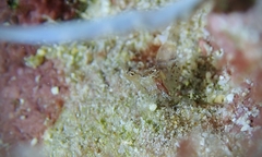 Cuapetes platycheles