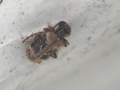 Ptinus texanus