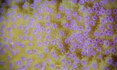 Montipora patula
