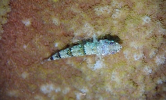 Synodus rubromarmoratus