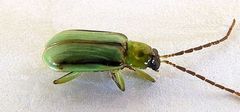 Diabrotica longicornis