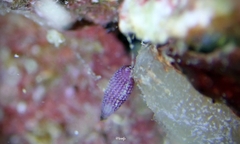 Triphora laddi