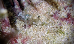 Cuapetes platycheles