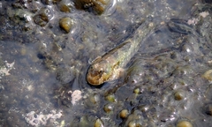 Entomacrodus marmoratus