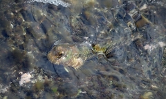 Entomacrodus marmoratus