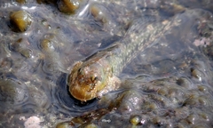 Entomacrodus marmoratus