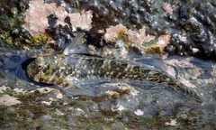 Entomacrodus marmoratus