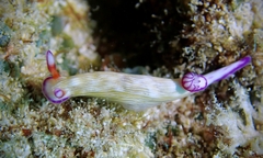 Hypselodoris violabranchia