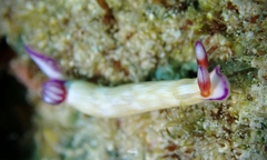 Hypselodoris violabranchia