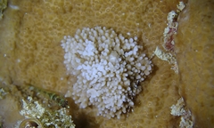 Montipora capitata