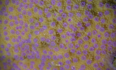 Montipora patula