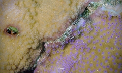 Montipora patula