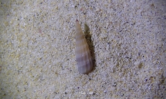 Punctoterebra