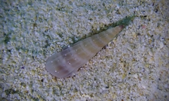 Punctoterebra