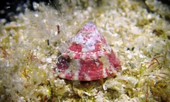 Trochus intextus